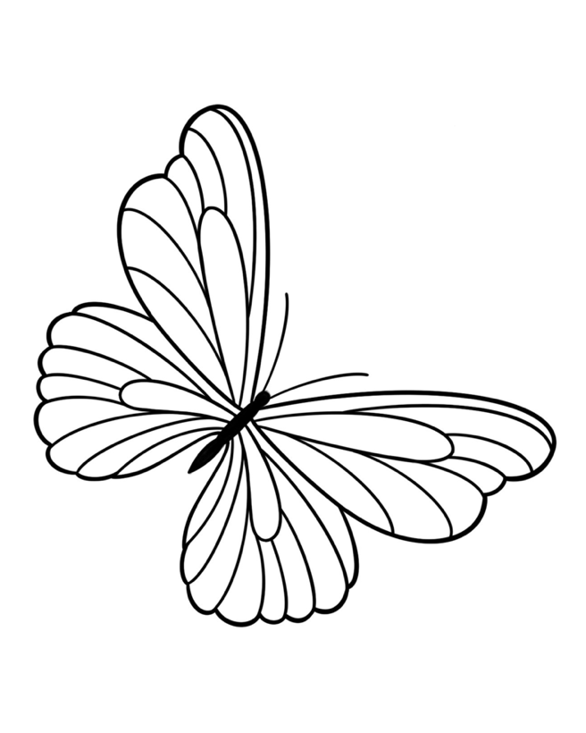 Borboleta