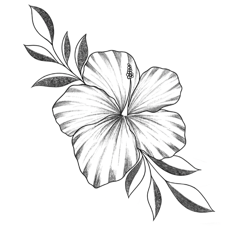Hibisco